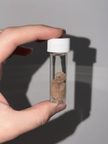 Small preserved fetal rabbit - small,
