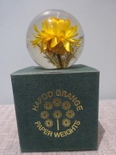Vintage Hafod Grange Yellow Flower Paperweight With Box - Made in GB - VGC