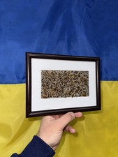 Real Cockroach Specimen