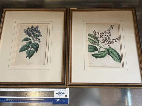 Pair 1851 antique - 1851,
