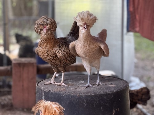 Gorgeous polish frizzle - polish,