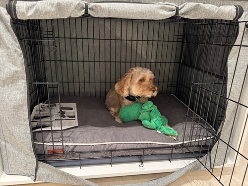 Omlet fido dog - dog, house