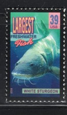 4061 * WHITE STURGEON *