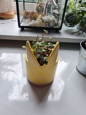 callisia repens turtle vine