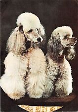 B3349 Romania Dogs Chiens Caniche  front/back scan