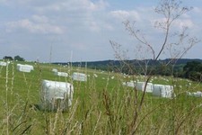 Photo 6x4 Silage recently cut