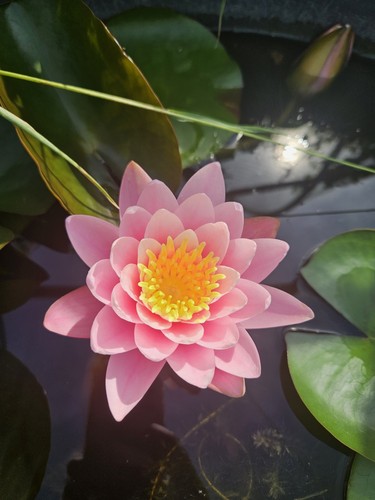 Pink live deep - deep, lily
