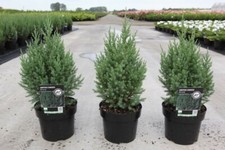 Juniperus Chinensis 'Stricta'