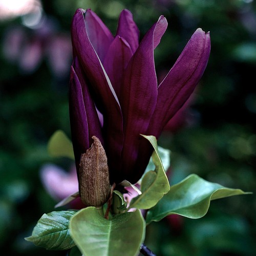 Flowering shrub magnolia - shrub,,