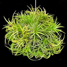 Tillandsia Green IONANTHA