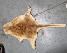 Vintage Kangaroo Skin