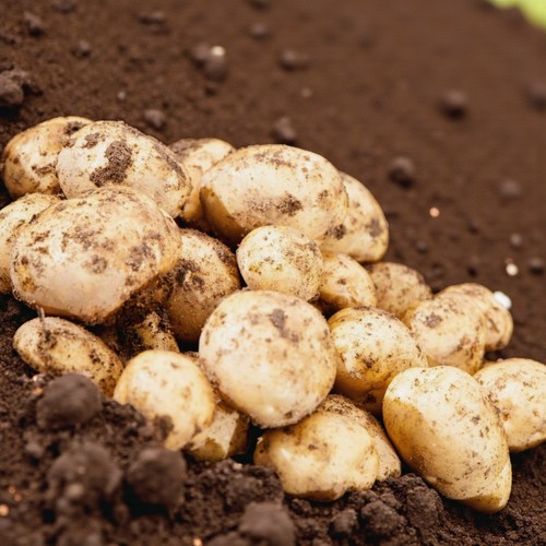 Seed potato golden wonder - wonder, 11