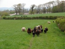 Photo 6x4 Zwartble Sheep, Woodhouse Burnfoot/NY2574 Welcoming flock of Z c2009