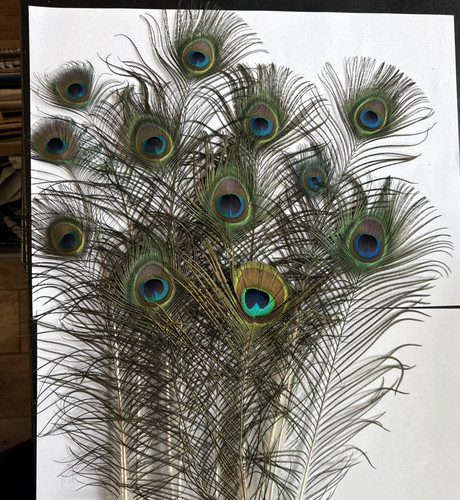 X12 natural male peacock - x12,
