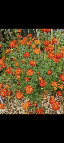 Marigold seeds mixed - mixed, variety
