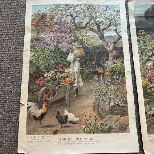 Pears posters spring blossoms - pears,