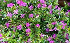 CUPHEA HYSSOPIFOLIA