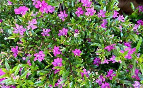 Cuphea hyssopifolia - cuphea,