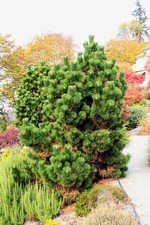 Pinus thunbergii 'Thunderhead'