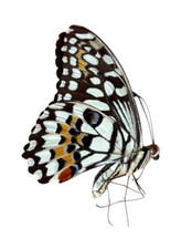Papilio demoleus Papered