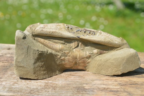 Lovely extra large rare - ,