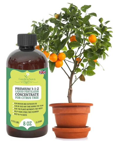 Premium liquid citrus tree - citrus,