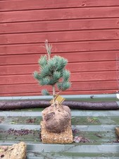 Pinus peuce Pacific Blue