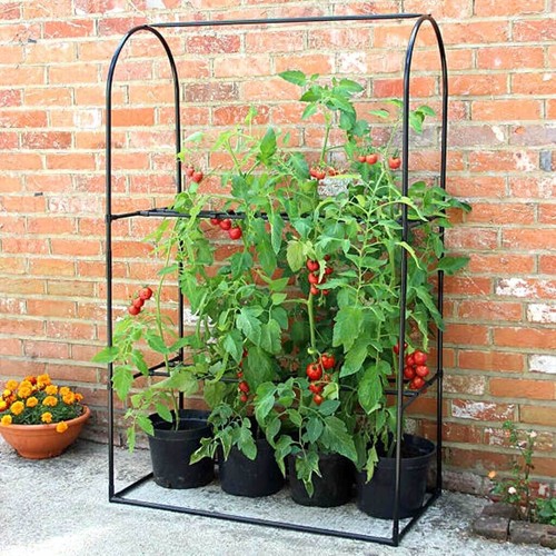Haxnicks tomato crop - tomato,