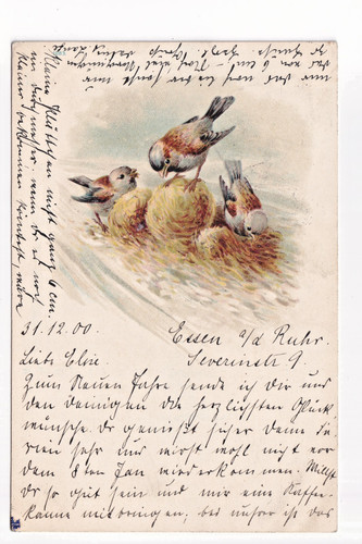Postcard sparrows the - in,