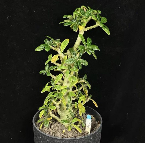 Livesucculent plant dorstenia - livesucculent,