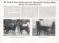 FLAT COATED RETRIEVER DOG