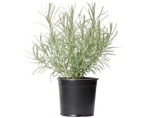Curry plant - curry, –
