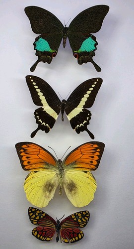 Real butterfly collection 4 - collection,