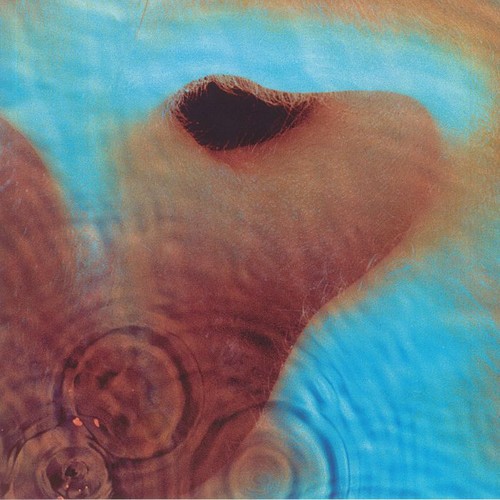 Pink floyd meddle - floyd,