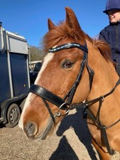 Cob Brow Band - Hand Made Wolds exclusive Bling