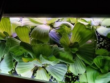 5 x Large Dwarf Water Lettuce