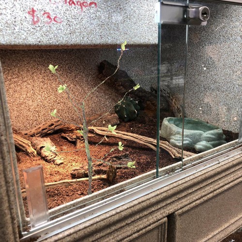 Set snake tank decor - of,
