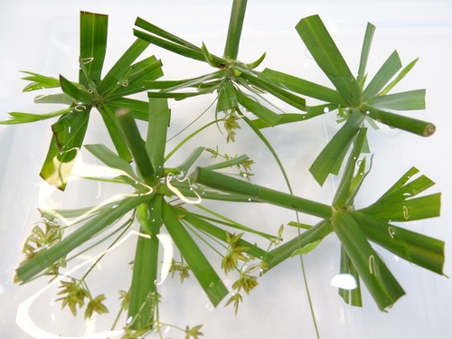 Baby plant umbrella palm - plant,