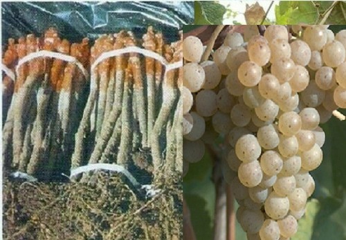 Alvarinho albariño - (two),