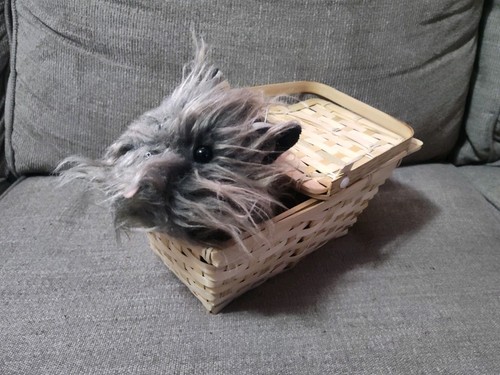 The wizard toto in - the,
