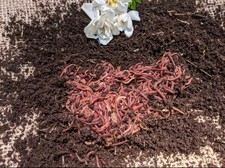 100 live red wiggler - 100,