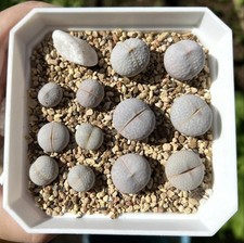 Mixed Lithops Dinteranthus