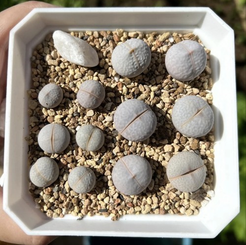 Mixed lithops dinteranthus - mixed,
