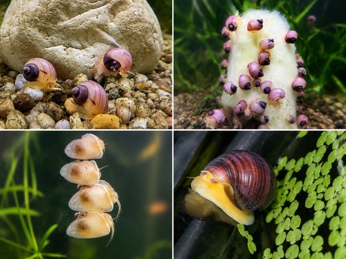 Live freshwater mystery snails - mystery,