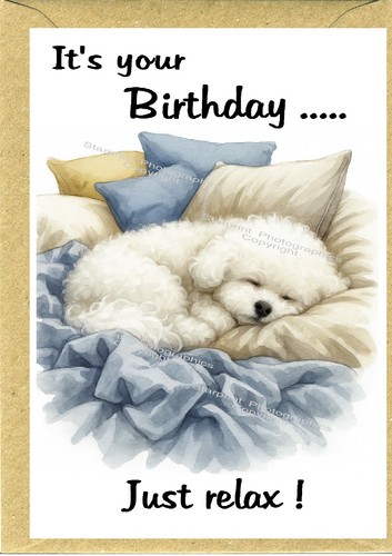 Bichon frise dog - bichon,