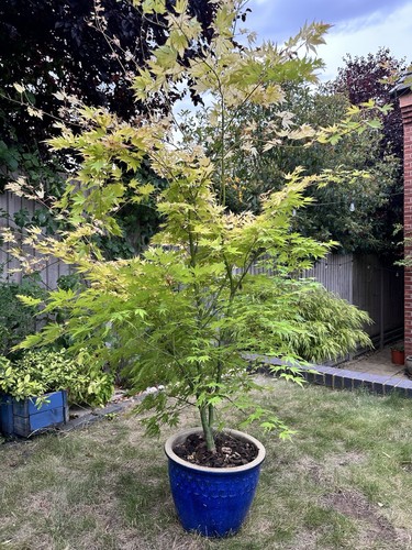 Acer palmatum summer gold - summer,