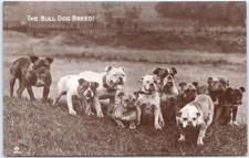 RPPC Vintage Postcard Bulldogs England Valentine