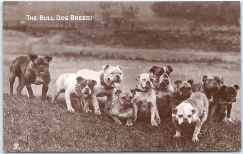 Bulldogs england valentine - bulldogs,