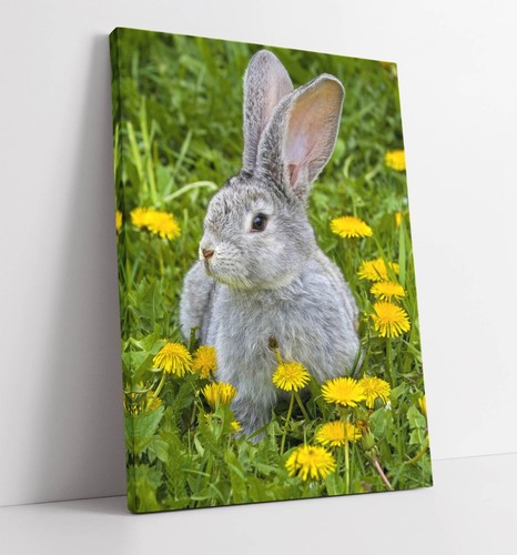 Bunny rabbit flower field home - rabbit,