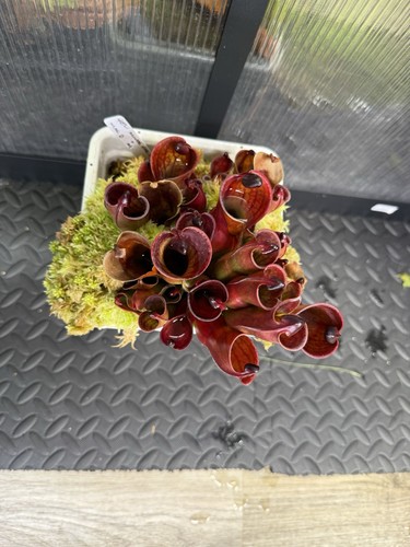 Heliamphora minor var pilosa - var, x